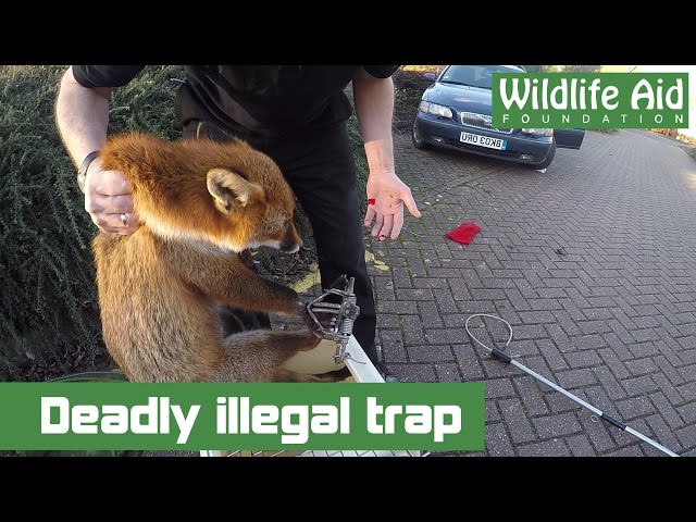 Deadly illegal trap and wildlife rescuer bitten! class=