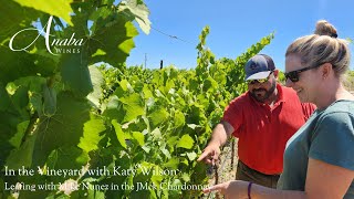 In the Vineyard with Anaba Wines: Chardonnay Leafing in our J McK Estate Vineyard