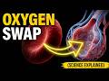3D Animation: How Do Our Lungs Work? | Oxygen Transport & Chloride Shift Explained
