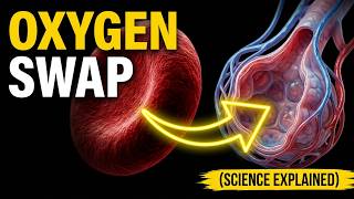 3D Animation: How Do Our Lungs Work? | Oxygen Transport & Chloride Shift Explained
