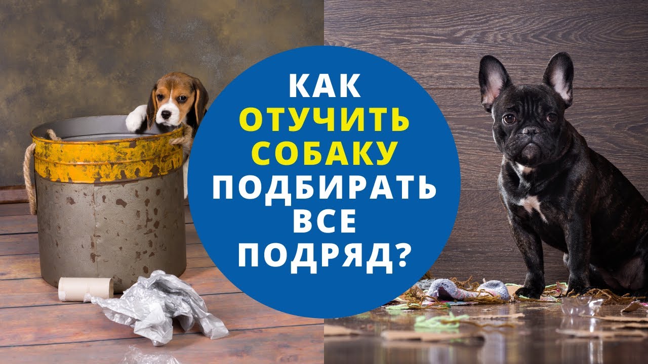 Как отучить щенка подбирать на улице. Как отучить собаку подбирать. Как отучить собаку подбирать на улице все подряд. Собака как отучит подбирать с земли. Как отучить собаку подбирать на улице.