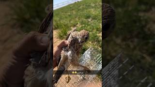 الباشك هاذا اسهل طريقه تصيد به طير حر animal chicken babyanimals rabbit