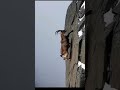 90도 절벽을 타고 도망친 사냥감…😂🐐🐯호랑이는 결국 추락! The prey escaped up a 90-degree cliff… 😂🐐🐯 the tiger fell instead!