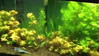 Pruning Water Sprite - Root Growth is Insane !