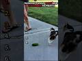 Top 6 Funniest Cats vs Cucumber Moments 🥒😂 #shorts