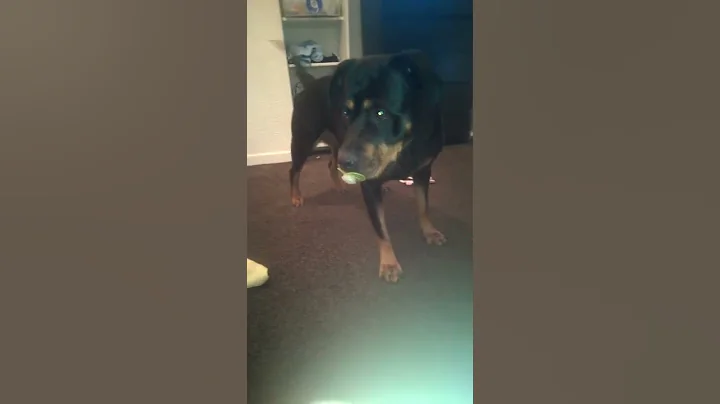 Funny dog