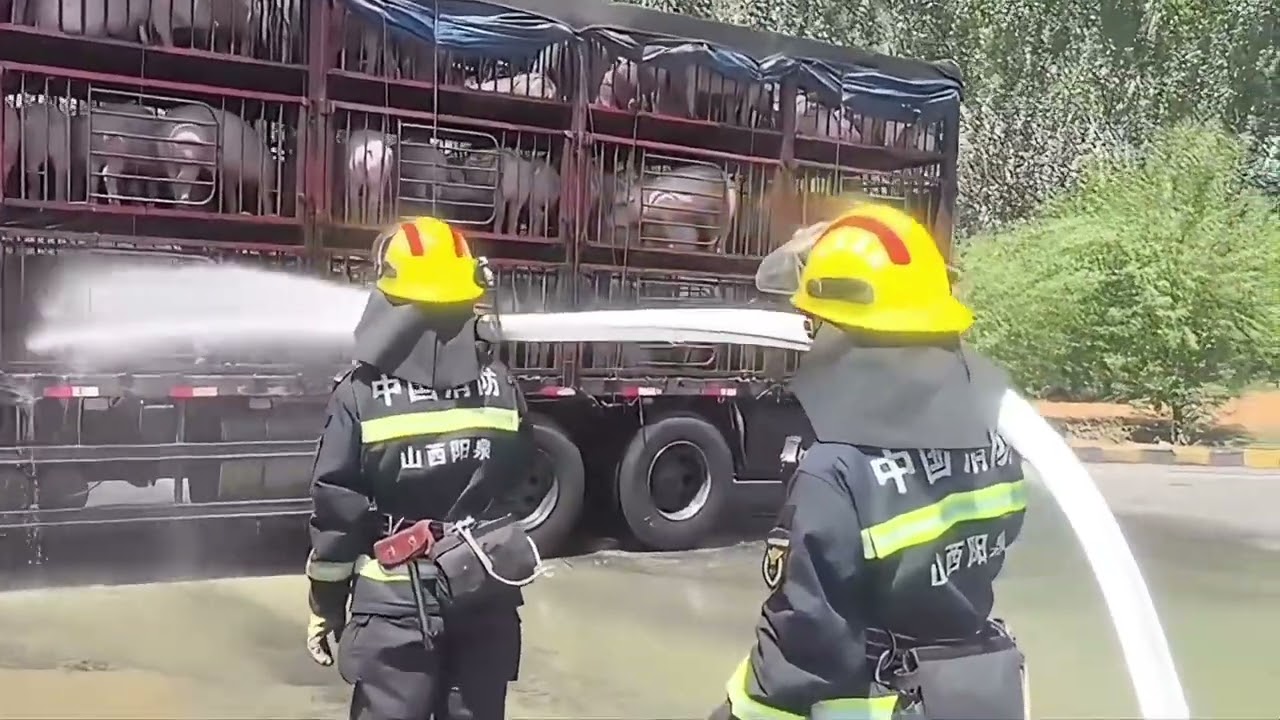 In hot weather, firefighters spray water on pigs to cool down. 