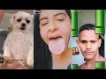 OS MELHORES TIK TOK DE COMÉDIA - TENTE NÃO RIR! #72