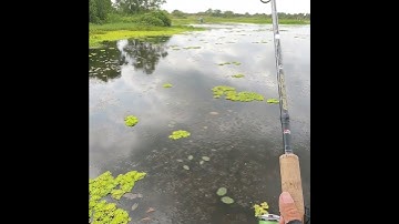 Câu cá lóc u minh thượng N15.4 #vinhrom #caucaloc #fishing