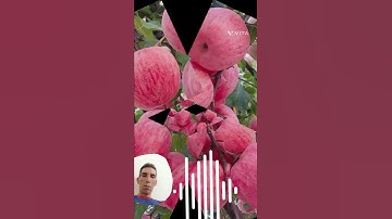 استمتع ب #آيات #تلاوة_خاشعة @ايات قرانية@ايات بصوت جميل 🌺🥰@سور قرانيه #quran #voiceeffects @quran