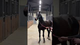 Ducat Platinum Sv Diarado Kanndarco