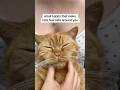 #cat #cattips #petcare #petlovers #catlove