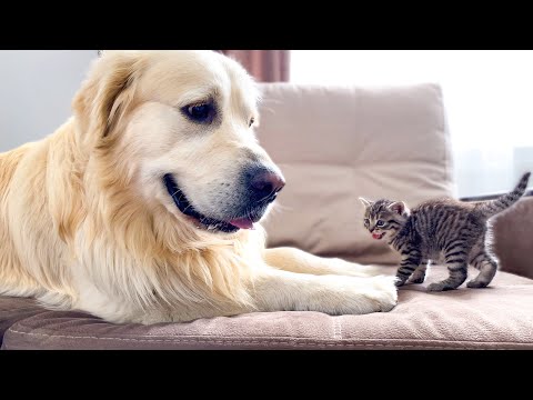 Video: Kijk hoe Pasgeboren Babygeiten voor de eerste keer Sweaters dragen en oefenensprongen maken