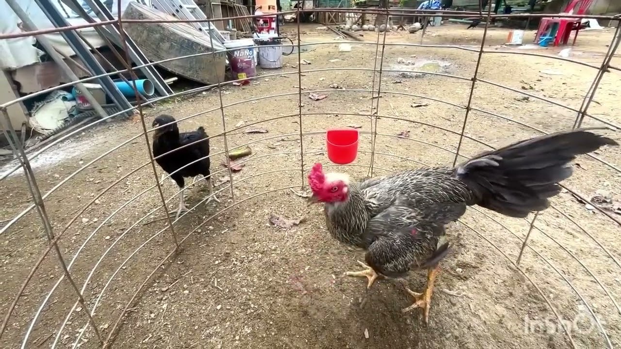 ไก่หนุ่มสวย มาให้ชม 2 ตัว 