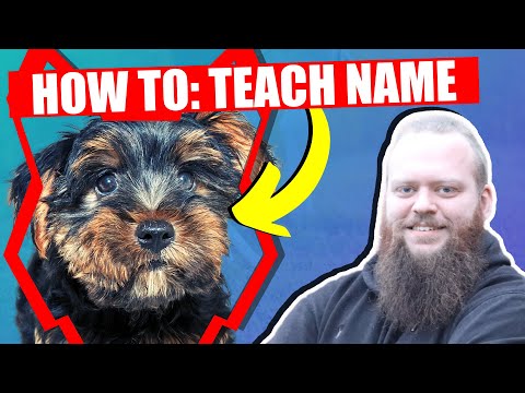 How To Teach Your Yorkshire Terrier Puppy Their Name