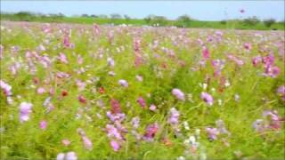宮ノ下コスモス広苑H23,10,16.wmv