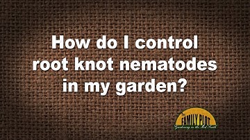 Q&A – How do I control root knot nematodes in my garden?