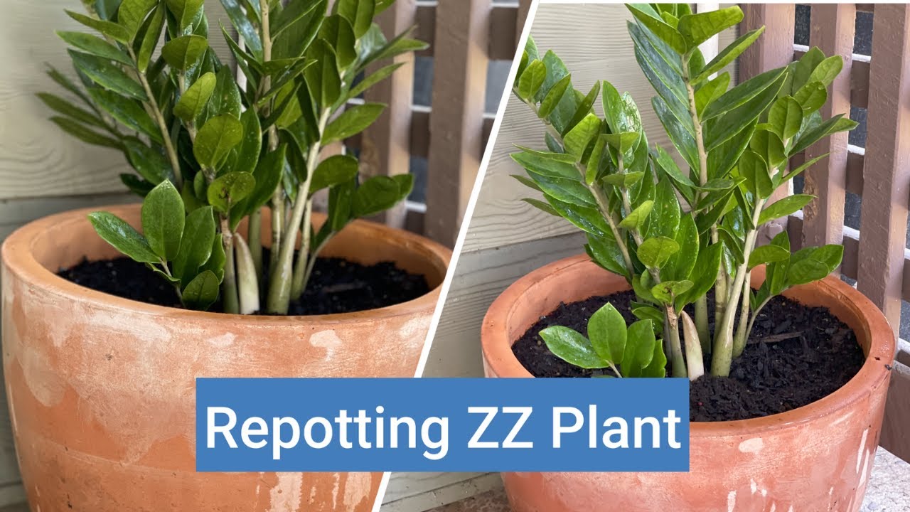 Repotting zz plant (no sound)