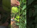 #Cutting the vegetable plants in #vegetableshorts#