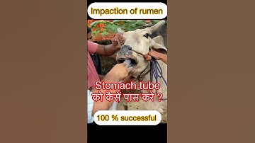 Stomach tube ko kaise pass kare? I Impaction of rumen l Bloat l Tympani l Dr Umar Khan