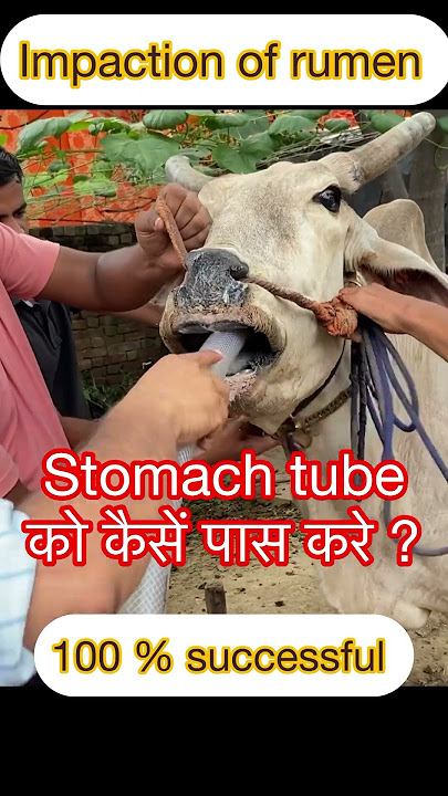 Stomach tube ko kaise pass kare? I Impaction of rumen l Bloat l Tympani l Dr Umar Khan