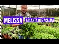 Melissa ou erva cidreira uma planta para se ter na sua horta