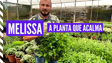Como que é a planta chamada melissa?