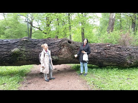 И на домах растут дубы. Допотопный Питер под корнями деревьев. Ураган - альтернативщик😎😎😎