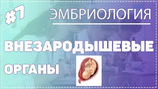 ВНЕЗАРОДЫШЕВЫЕ ОРГАНЫ / ЭМБРИОЛОГИЯ / Гистология #Эмбриология #Гистология