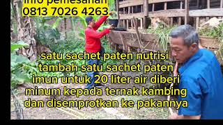 TERNAK KAMBING PAKAI APLIKASI PATEN NANO #carapakaipatenternakkanbing #pupukpaten #patennano