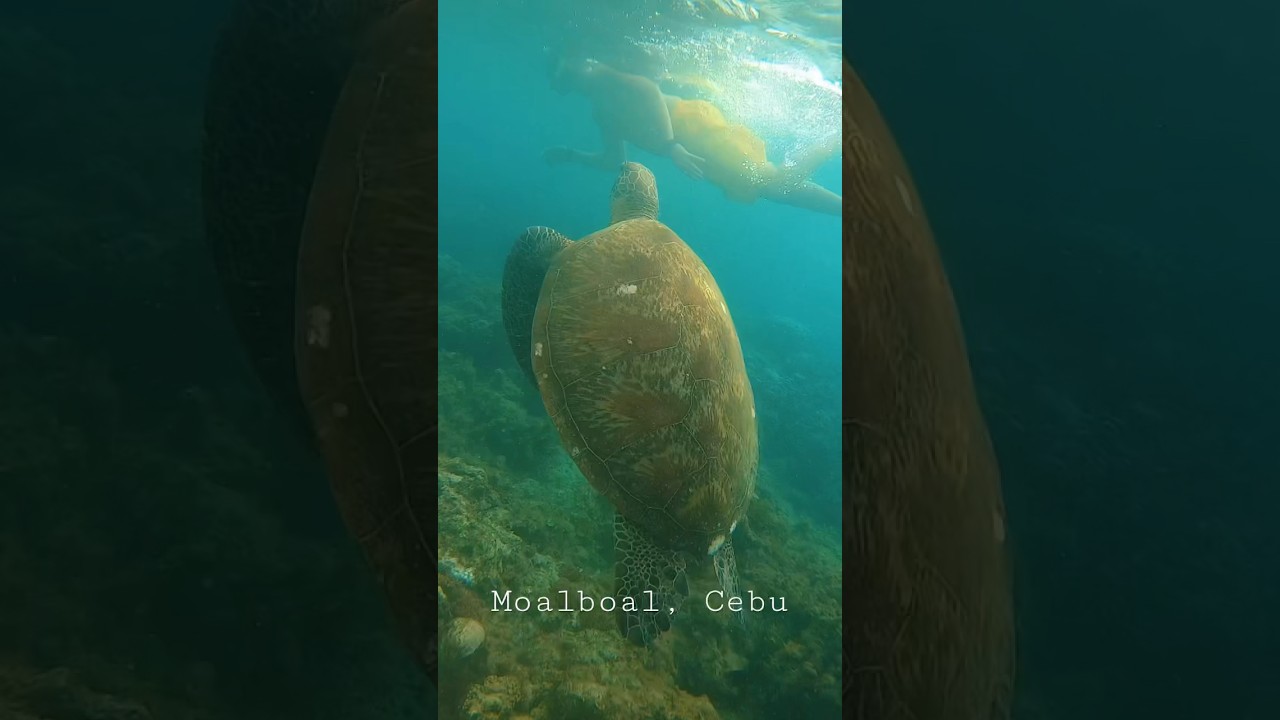 Must try Sardines Run and Sea Turtle watching in Moalboal, Cebu 🤍💙 YouTube