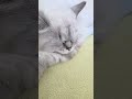 LİLA💞#coolcat #funnycat #catreaction #catsoftiktok #catshorts #lazycat #shorts