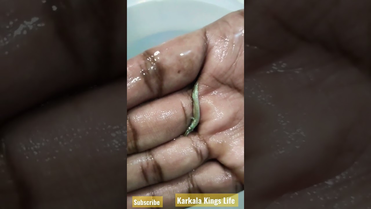 World's smallest alligator gar fish 🐠 