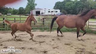 Ruby, 2024 KWPN filly (Dubarry/Rousseau/Concord) at 3 months old