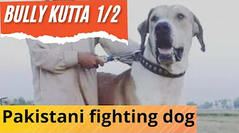 BULLY KUTTA - The Pakistani fighting dog 1/2.