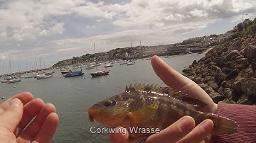 LRF Devon - Assorted Species and a Seagull