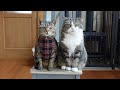 新しいハーネスを試着するねこ。-Cats try on new harnesses.-