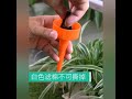 How to use self plant watering device