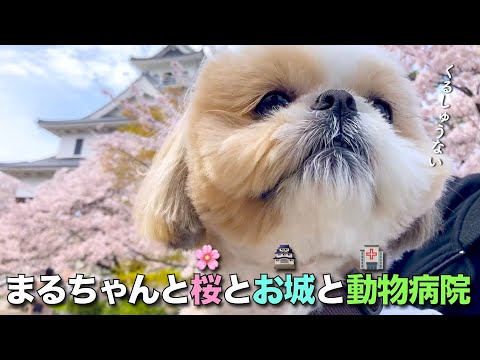 【シーズー】まるちゃんと、桜と、お城と、まさかの動物病院へ・・・【323】