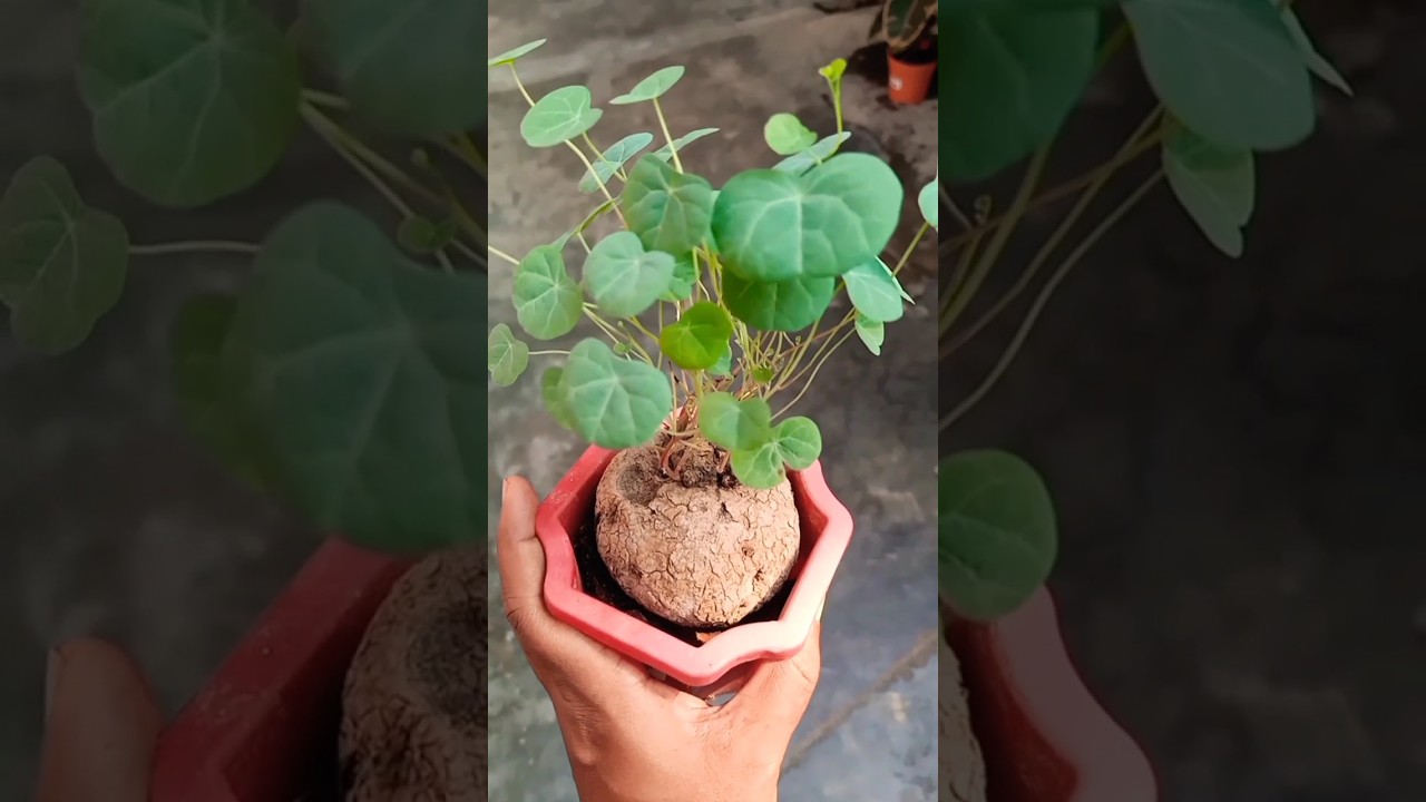 Stephania Erecta: A Unique Plant for Your Collection