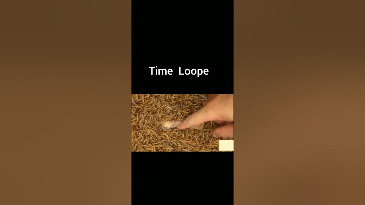 Durain fruit Times lapse, shrimp Mealworm Eating, mixing egg water time