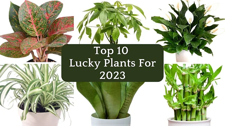 Top 10 Lucky Indoor Plants For 2023/2024| Fengshui Plants| Lucky Houseplants For Health & Prosperity - DayDayNews