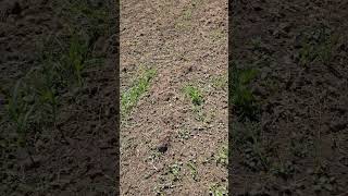 look at the pumpkin patch its growing
look at the pumpkin patch its growing look at the pumpkin patch its growing