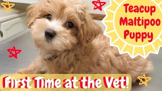 Teacup Maltipoo Puppy Goes to the Vet  First Time at the Vet
