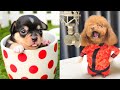 Baby dogs  cute and funny dogs compilation 64  aww animals