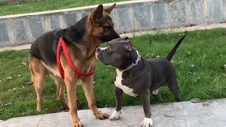 Pitbull Vs German Shepherd Real Fight || Pitbull Vs German Shepherd Fight || Pitbull Vs German Shepherd Real Fight || Pitbull Vs German Shepherd Fight ||