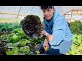 Harvesting the spring high tunnel