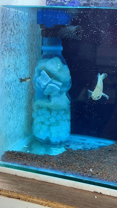 baby ikan channa andrao #channa #snakehead #channaandrao #fish #aquarium #channamaru #channaauranti