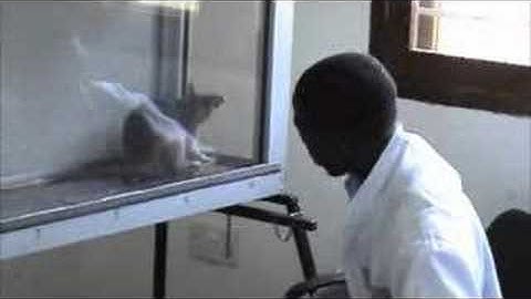 Using Sniffer Rats to Detect Tuberculosis