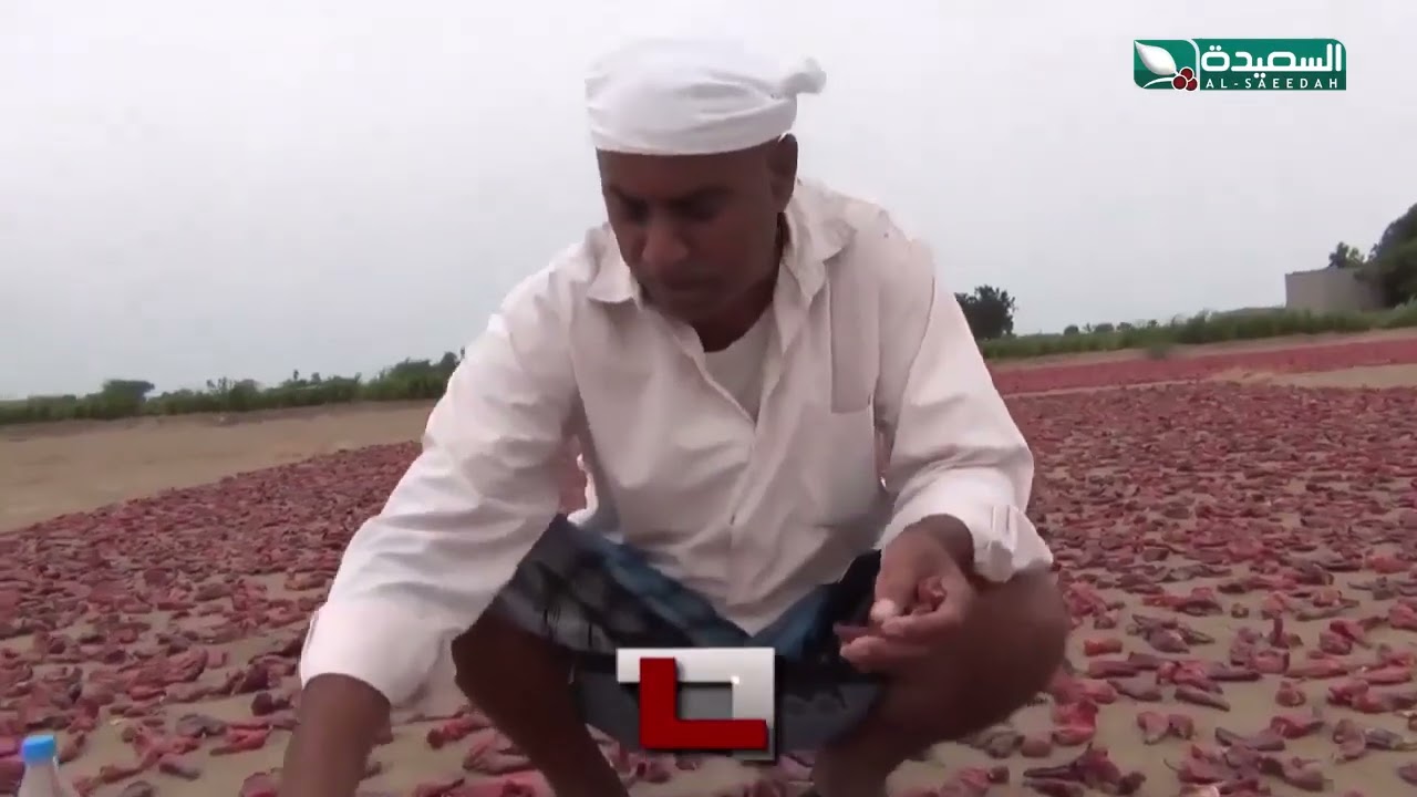 البسباس العدني موسم حصاد وفير ومردودات تسر المزارعين